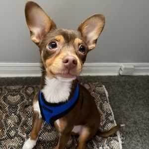 Meet your Posher, Brittney